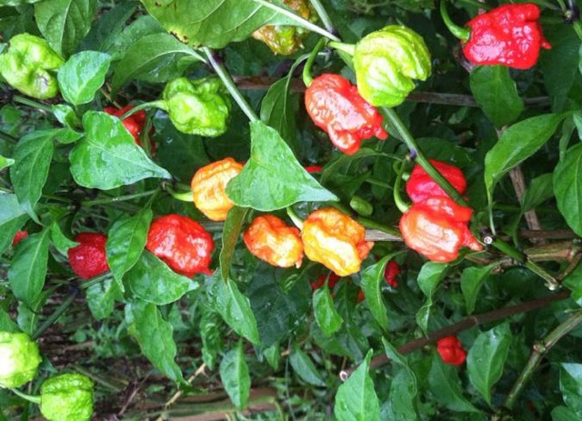 PuckerButt Pepper Co. Introduces ‘World's Hottest Pepper’ | Shelby Report