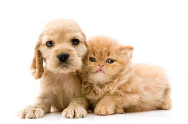 Pets-puppy and kitten