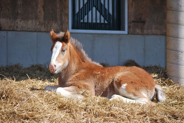 ANHEUSER-BUSCH BABY CLYDESDALE HOPE