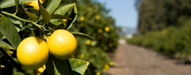 Limoneira