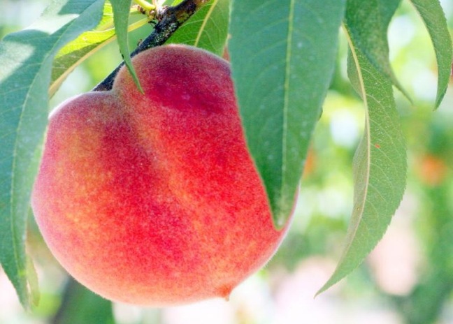 METROPOLITAN MARKET PEACH-O-RAMA