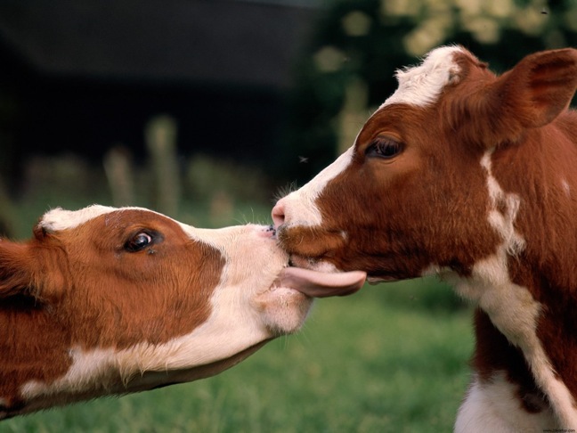 kissing cows