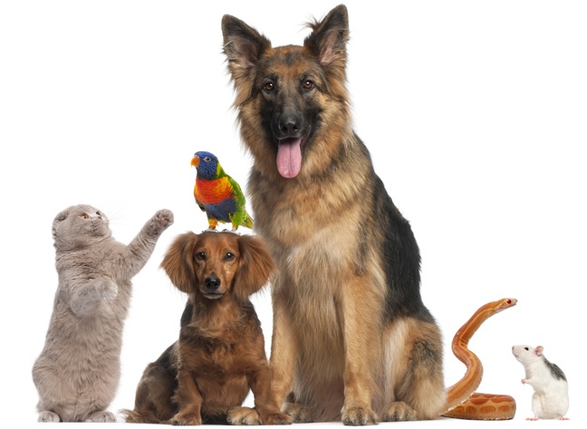 pets pet products