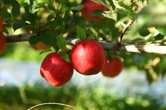 Washington apples, Domex Superfresh Growers