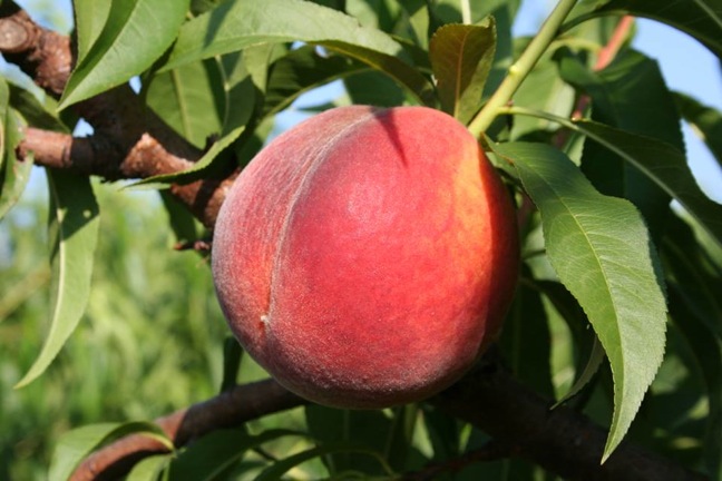 Georgia Peach