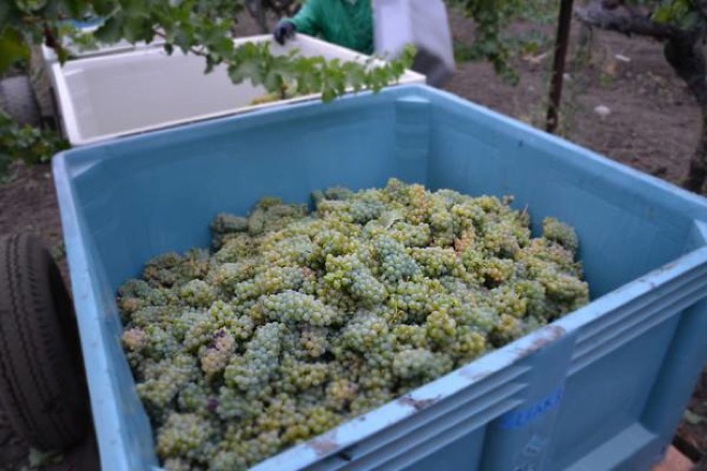 Napa Valley harvest