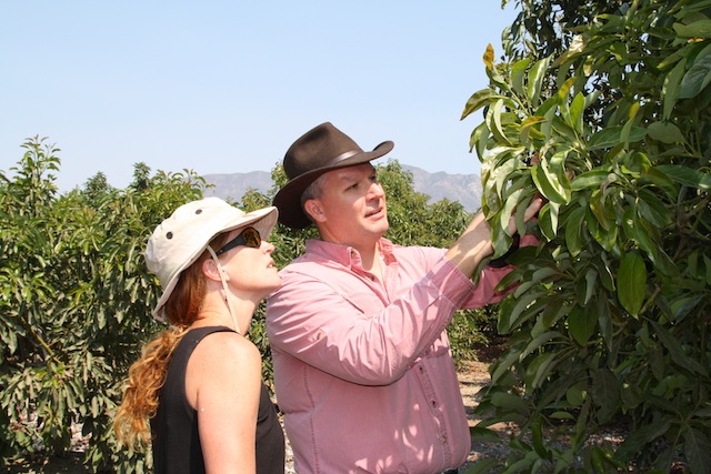 At the California Avocado Commission demonstration grove, CAC’s Research Program Director Dr. Tim Spann explains the growth cycle of avocado trees to a visitor.