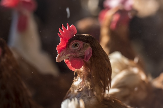 Nestlé's cage-free shift will result in nearly 780,000 fewer birds confined in cages every year. (Photo by David Paul Morris, for The HSUS)