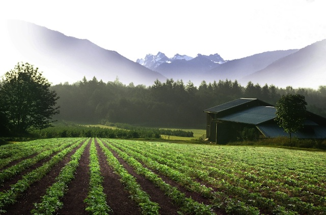 General Mills Organic Farm