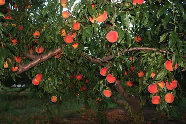 peaches in tree3