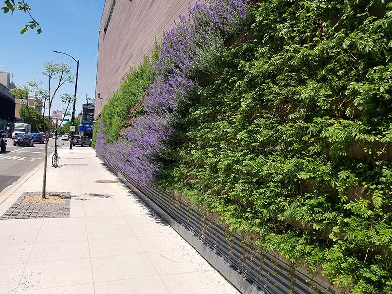 WFM Chicago Living Wall