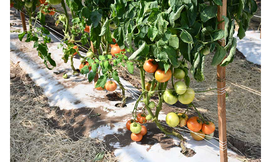 Tomatoes grown in a protected environment system. (Texas A&M AgriLife research photo)