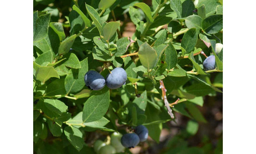 Crystal Valley Foods blueberries