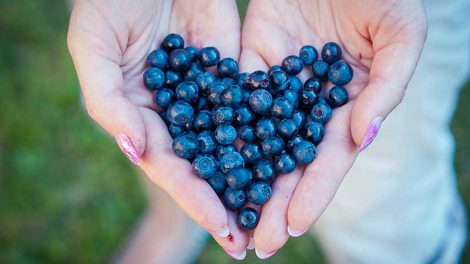 Agrovision Blueberries in a woman's hands