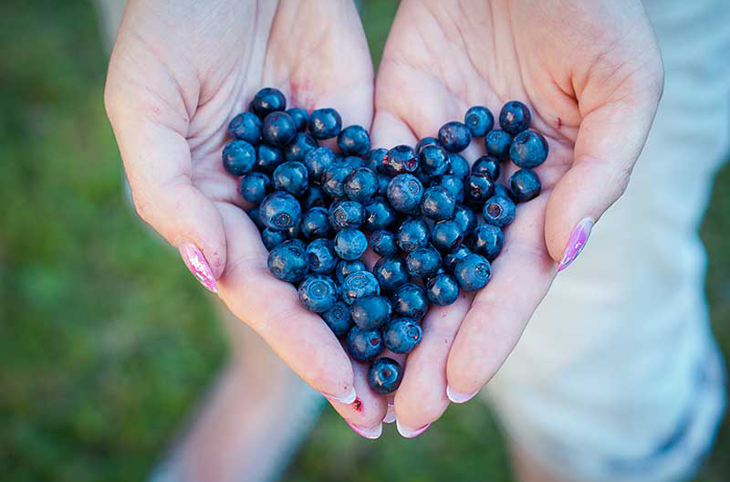 Agrovision Blueberries in a woman's hands