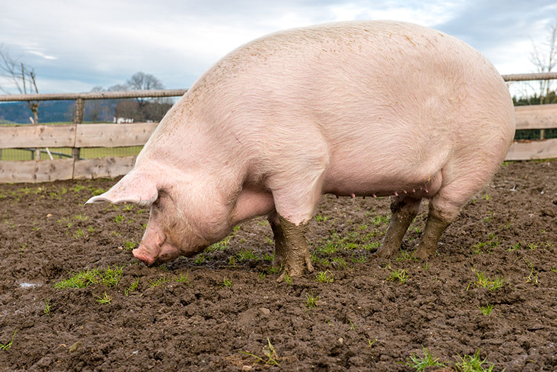 Pork Expo canceled in 2019