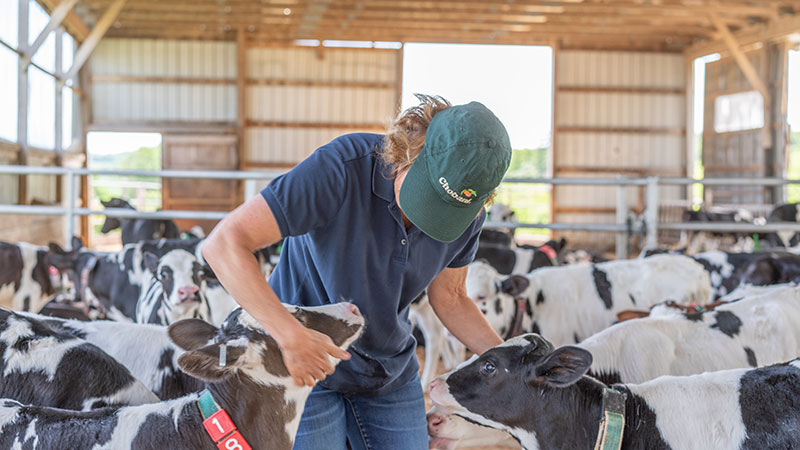 Chobani cows