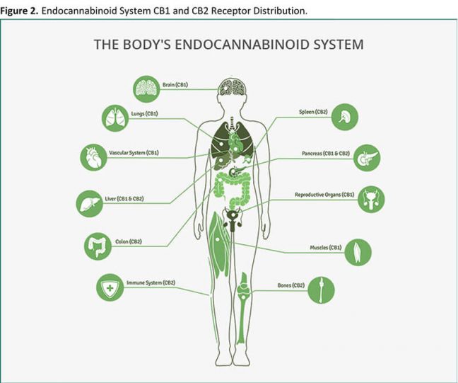 Cannabinoids 2