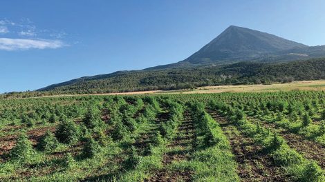 CBD panacea hemp farm