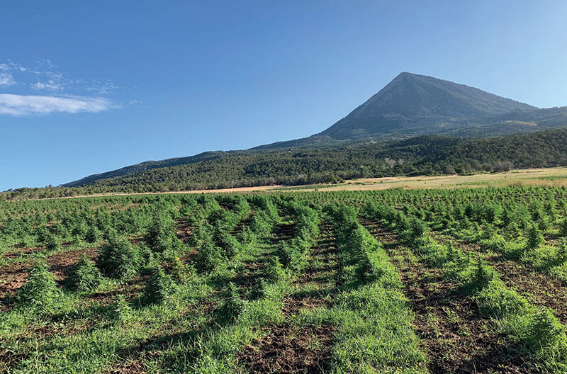 CBD panacea hemp farm