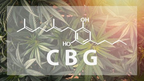 Panacea CBG cannabinoids