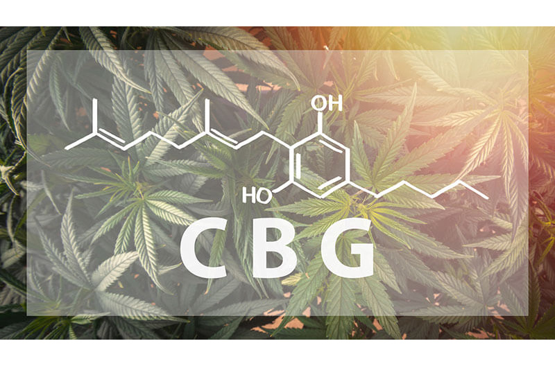 Panacea CBG cannabinoids