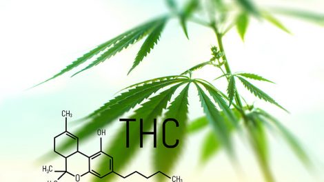 Panacea THC hemp