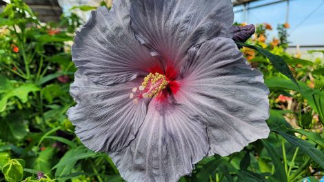 hibiscus