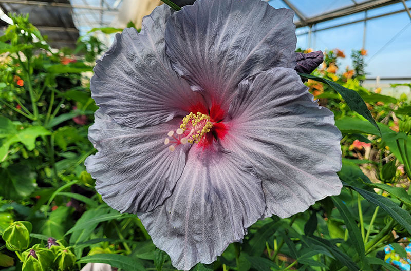 hibiscus