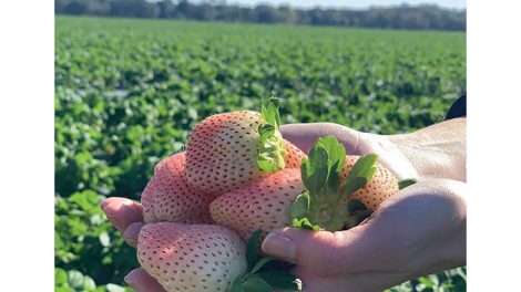 pineberries