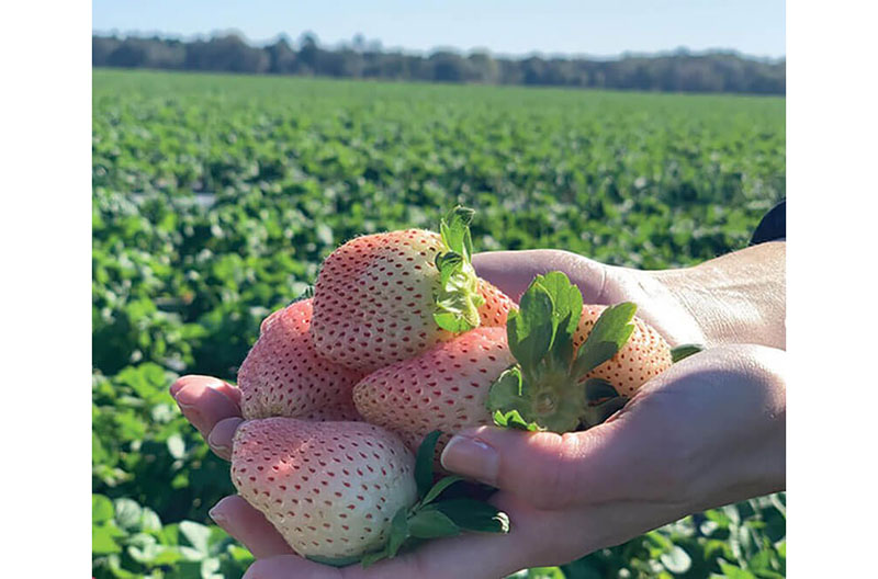 pineberries