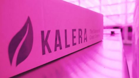 kalera