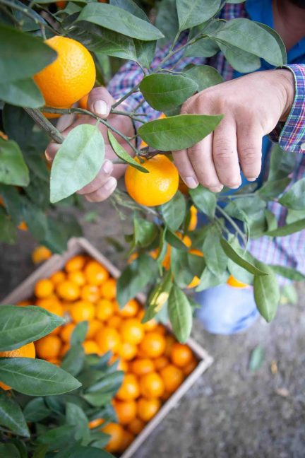 satsuma