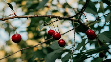 FirstFruits cherry