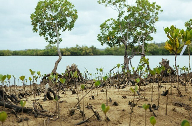 SpartanNash trees