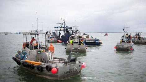 Bristol Bay sockeye salmon