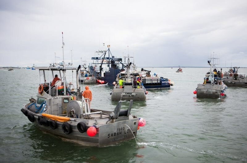 Bristol Bay sockeye salmon