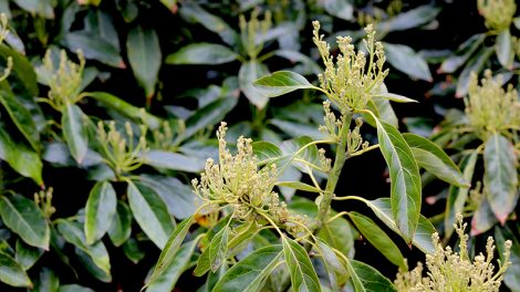 A California avocado bloom