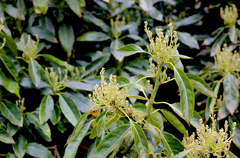 A California avocado bloom