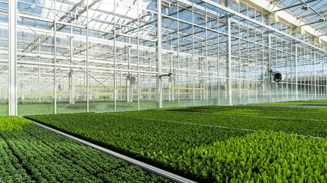 Gotham Greens opens second greenhouse in Colorado