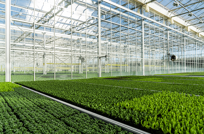 Gotham Greens opens second greenhouse in Colorado