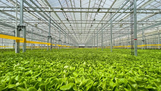 Gotham Greens opens second greenhouse in Colorado