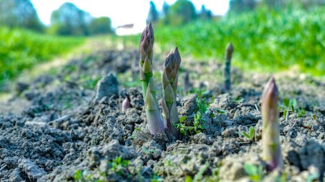 asparagus growing in a field