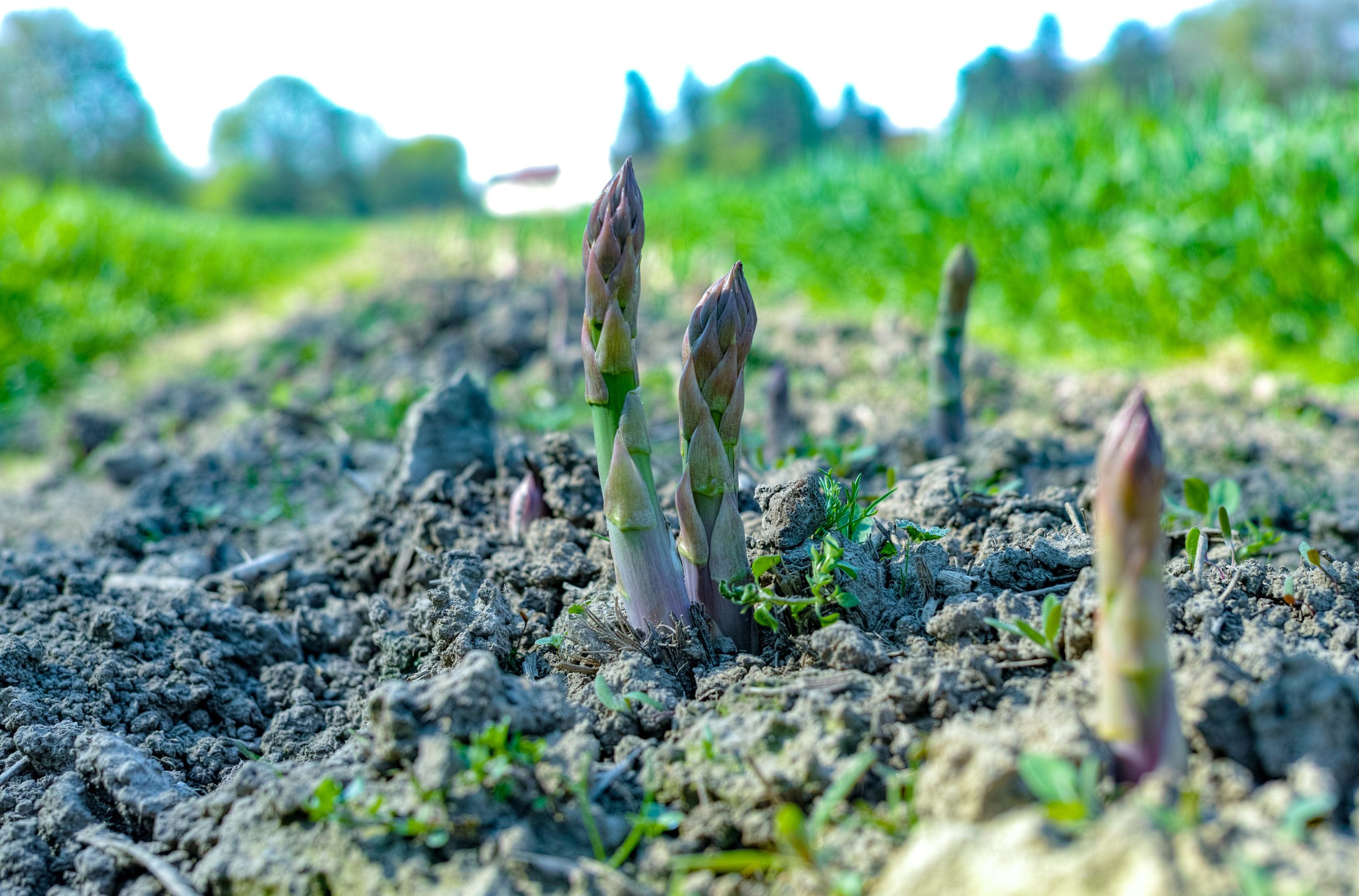 asparagus growing in a field