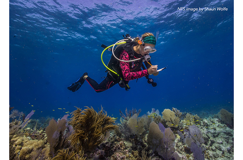 Publix coral reef restoration