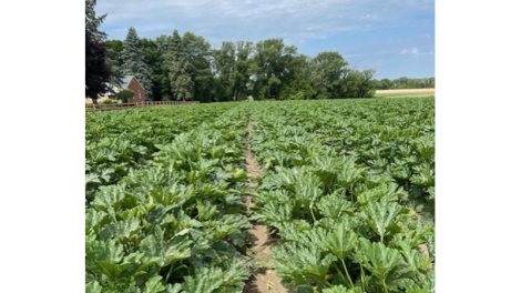 Tops produce Agle green squash