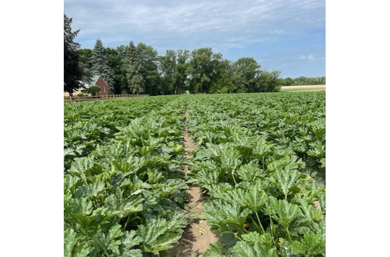 Tops produce Agle green squash