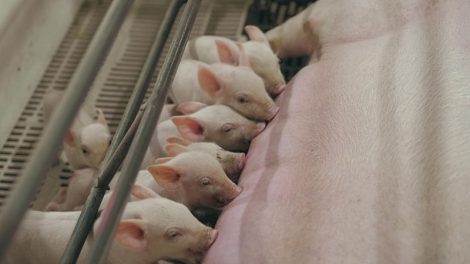 image of piglets nursing at a Seaboard Foods sow farm