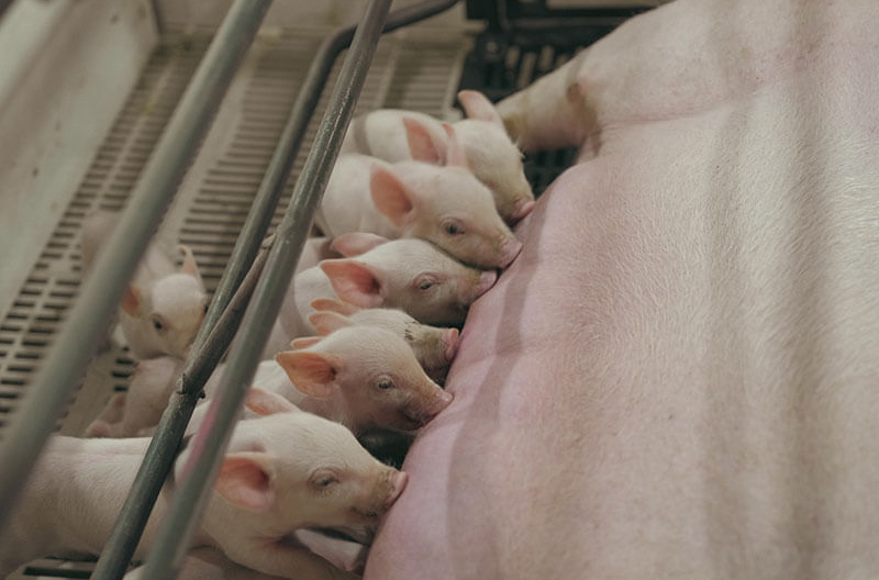 image of piglets nursing at a Seaboard Foods sow farm