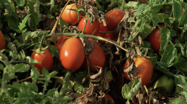 Natural Grocers field to can tomatoes